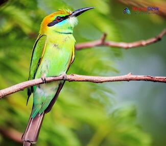 Little Green Bee-eater_Merops orientalis