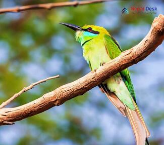 Little Green Bee-eater_Merops orientalis