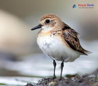 Little Stint_Calidris minuta