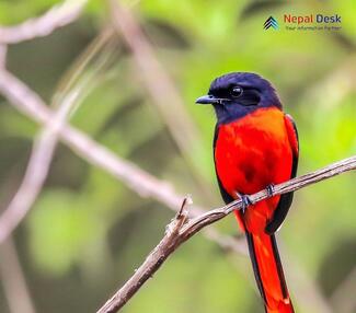 Long-tailed Minivet_Pericrocotus ethologus