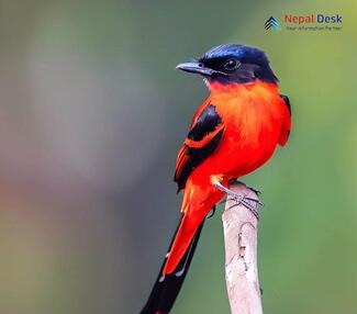 Long-tailed Minivet_Pericrocotus ethologus