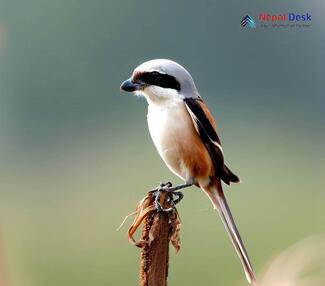 Long-tailed Shrike_Lanius schach