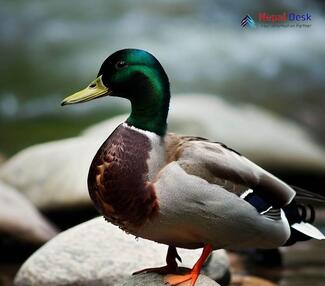 Mallard_Anas platyrhynchos