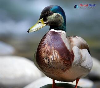 Mallard_Anas platyrhynchos