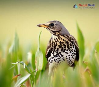 Mistle Thrush_Turdus viscivorus