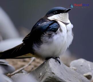 Nepal House Martin_Delichon nipalense