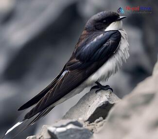 Nepal House Martin_Delichon nipalense