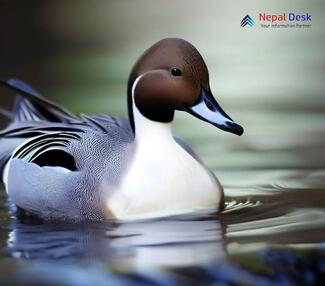 Northern pintail_Anas acuta