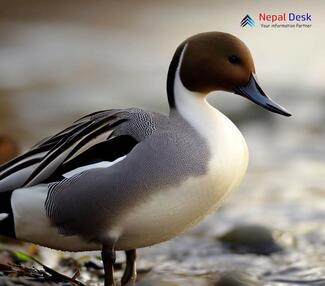 Northern pintail_Anas acuta