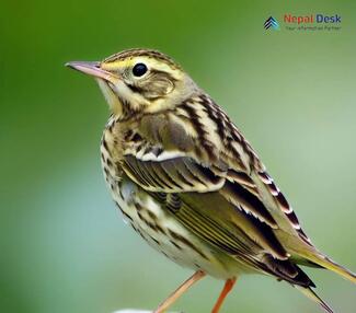 Olive-backed Pipit_Anthus hodgsoni