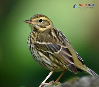 Olive-backed Pipit_Anthus hodgsoni