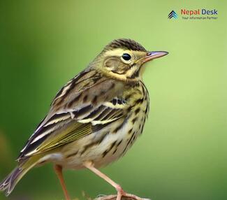 Olive-backed Pipit_Anthus hodgsoni