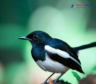 Oriental Magpie Robin_Copsychus saularis