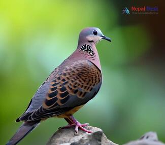 Oriental Turtle-Dove_Streptopelia orientalis