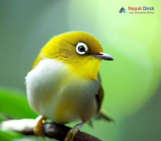 Oriental white-eye_Zosterops palpebrosus