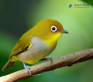 Oriental white-eye_Zosterops palpebrosus