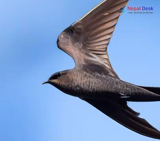 Pacific Swift_Apus pacificus