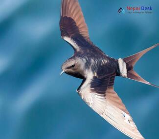 Pacific Swift_Apus pacificus