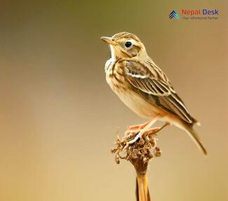 Paddyfield Pipit_Anthus rufulus