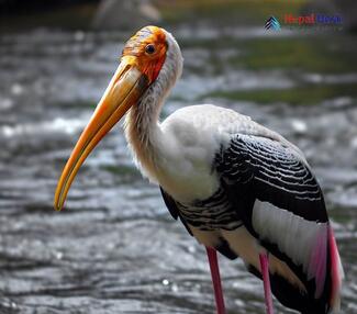 Painted Stork_Mycteria leucocephala