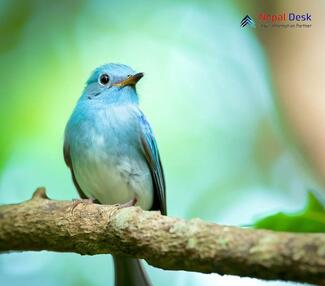 Pale Blue Flycatcher_Cyornis unicolor