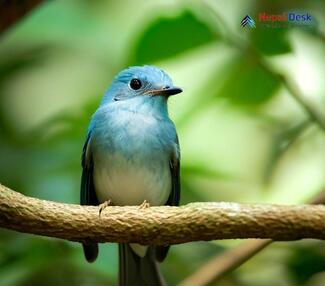 Pale Blue Flycatcher_Cyornis unicolor