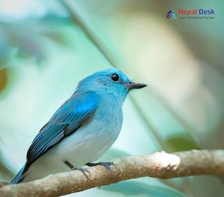 Pale Blue Flycatcher_Cyornis unicolor