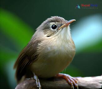 Pale-footed Bush Warbler_Hemitesia pallidipes