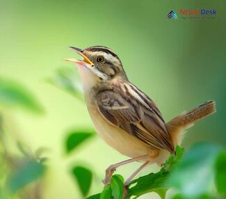 Pallas's Grasshopper Warbler_Locustella certhiola