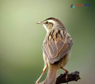 Pallas's Grasshopper Warbler_Locustella certhiola