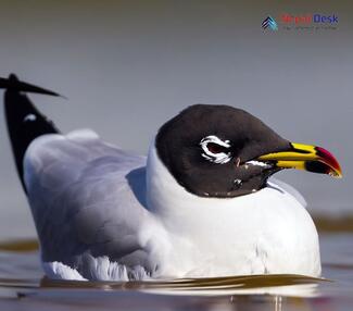 Pallas's Gull_Ichthyaetus ichthyaetus