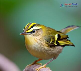 Pallas's Leaf Warbler_Phylloscopus proregulus