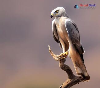 Pallid Harrier_Circus macrourus