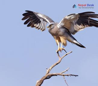 Pallid Harrier_Circus macrourus