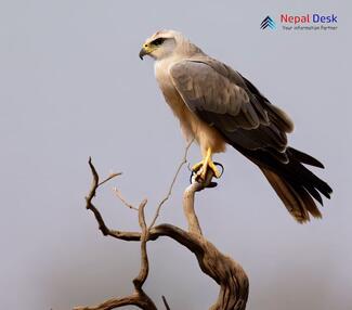 Pallid Harrier_Circus macrourus