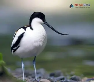 Pied Avocet_Recurvirostra avosetta