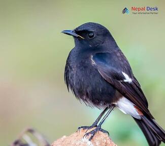 Pied Bushchat_Saxicola caprata