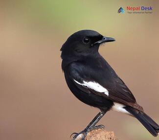 Pied Bushchat_Saxicola caprata