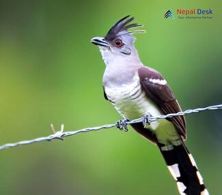 Pied Cuckoo_Clamator jacobinus