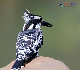 Pied Kingfisher_Ceryle rudis