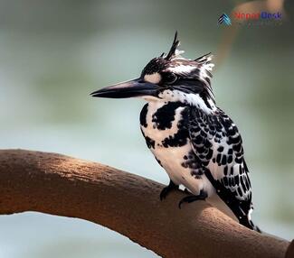 Pied Kingfisher_Ceryle rudis