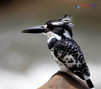 Pied Kingfisher_Ceryle rudis