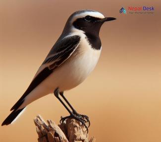 Pied Wheatear_Oenanthe pleschanka