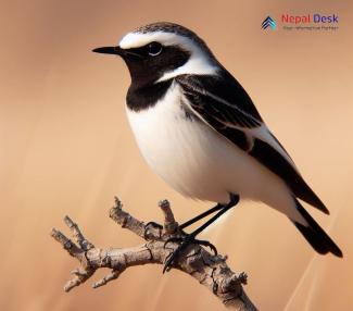 Pied Wheatear_Oenanthe pleschanka