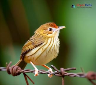 Pin-striped Tit-Babbler_Mixornis gularis