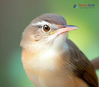 Plain Prinia_Prinia inornata