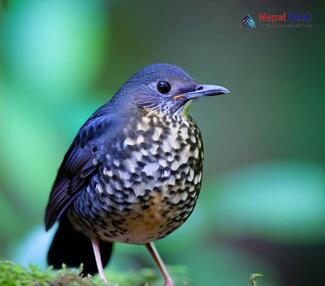 Plain-backed Thrush_Zoothera mollissima