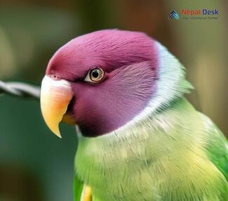 Plum-headed Parakeet_Psittacula cyanocephala