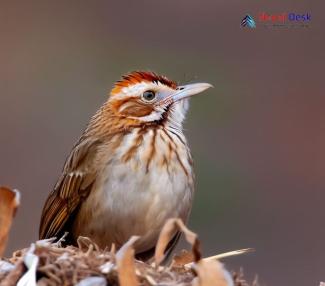 Puff-throated Babbler_Pellorneum ruficeps