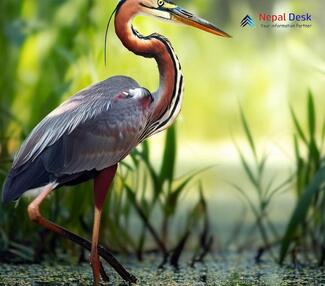 Purple Heron_Ardea purpurea